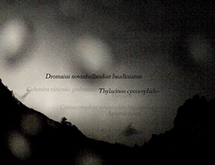 Antipodean Nocturne | Extinction moving image video art by Anna Glynn