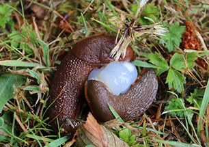 Arion rufus mating, Grass Mountain, Sitka Center for Art & Ecology, USA