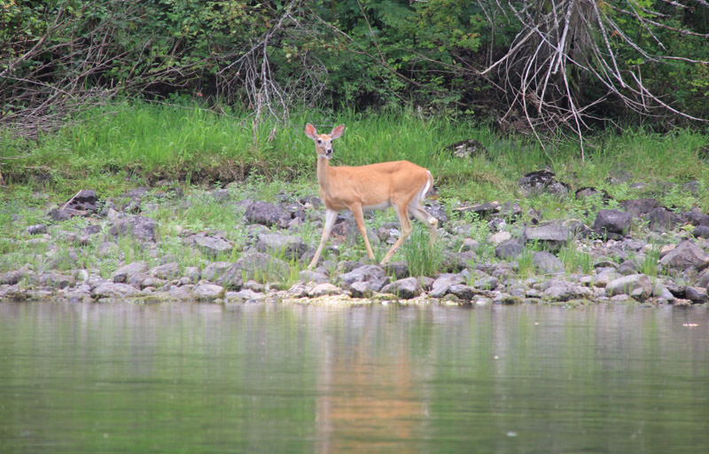 deer near Mabel Lake Okanagan Valley